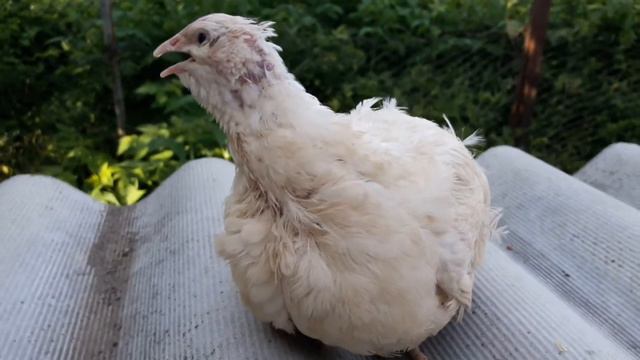 Перепела на суп, орлиный клюв у техассцев, жара в перепелятнике. Альбинос техасский самый крупный. смотреть онлайн