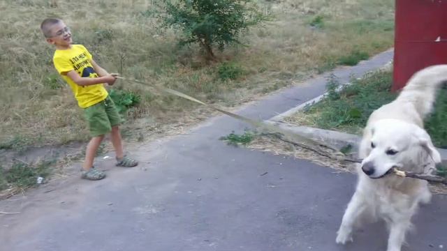 золотой ретривер играет с ребёнком смотреть онлайн