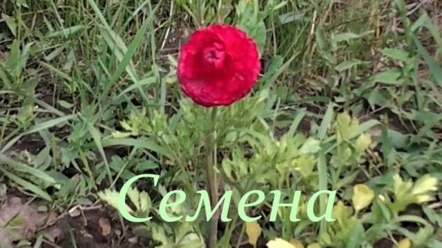 Семена. смотреть онлайн