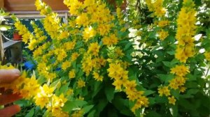 Вербейник размножение