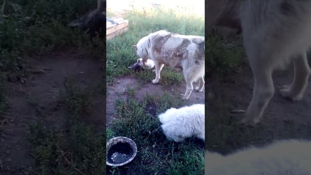 Мама воспитывает своих детей смотреть онлайн
