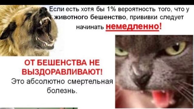 Бешенство у собак — признаки бешенства у собаки. Бешенство у человека после укуса собаки. смотреть онлайн