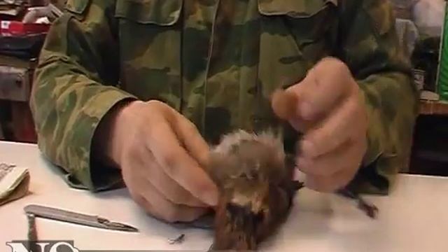 Секреты таксидермии. Сойка. смотреть онлайн