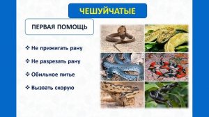 Тип Хордовые. Тема 35. Многообразие пресмыкающихся. Чешуйчатые пресмыкающиеся. Черепахи и крокодилы