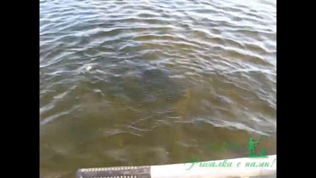 РЫБАЛКА В ТУРГАЕ НА СПИННИНГ, ГОЛОДНЫЕ ЩУКУ ГЛОТАЮТ БЛЁСНА, СИЛЬНЫЕ УДАРЫ В РУКУ И БОРЬБА С ХИЩНИКО смотреть онлайн