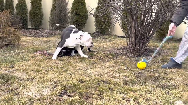 Староанглийский бульдог щенки смотреть онлайн