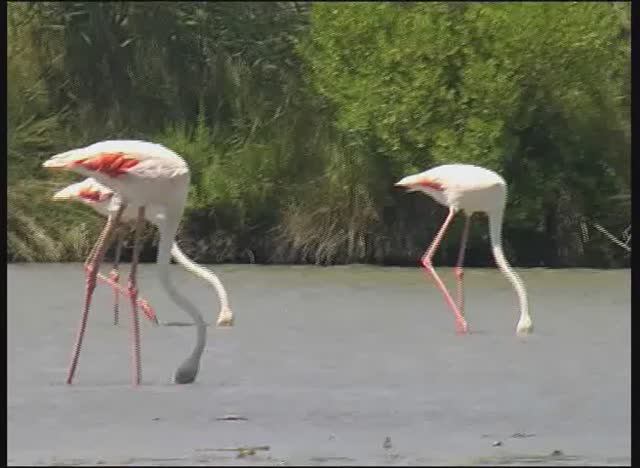 Заповедник Камарг в Провансе во Франции. смотреть онлайн