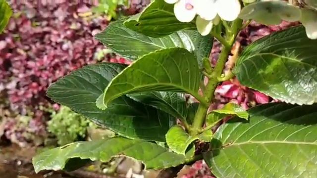 Hydrangea Yellow || Kembang Bokor Kuning смотреть онлайн