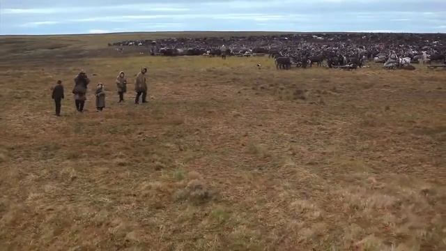 Тундра Жизнь в Тундре Удивительное путешествие в тундру Чукотка Tundra смотреть онлайн