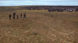 Тундра  Жизнь в Тундре  Удивительное путешествие в тундру  Чукотка  Tundra