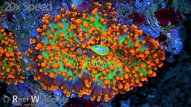 Fauna Marin LPS Pellets смотреть онлайн