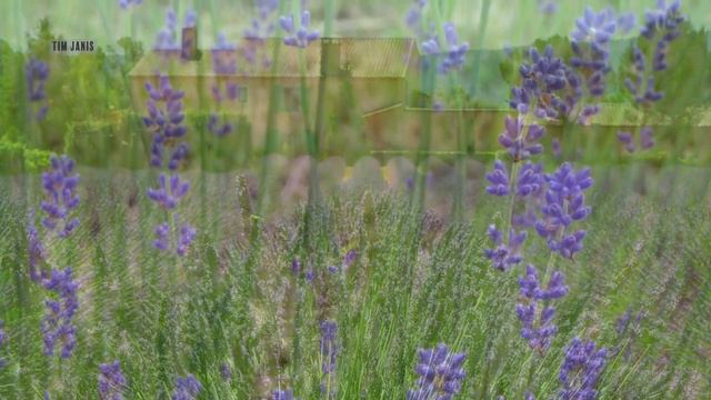 Peaceful Relaxing Instrumental Music, Meditation Calm Nature Music "lavender fields" By Tim Janis смотреть онлайн