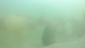 Как кормится сазан, подводная съëмка