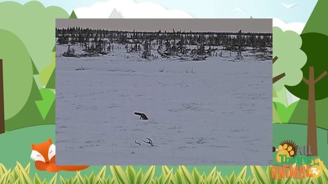 * FOX * | Animals For Kids | All Things Animal TV смотреть онлайн
