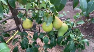 Груша Харроу Свит и Таврическая