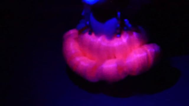 LIGHTS! Сюрприз Куклы и Питомцы - СВЕТЯТСЯ В ТЕМНОТЕ! LOL Surprise Lights Fashion Dolls and Pets смотреть онлайн