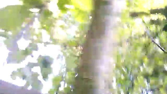 Большой урожай яблок секреты урожая-обильное плодоношение яблони.Яблоня сильно наклонилась от урожа смотреть онлайн