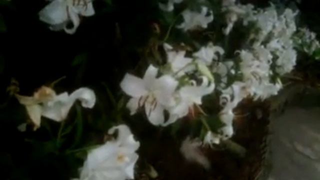 Flower Show At Gangtok, Sikkim near Assembly hall. A must see. смотреть онлайн