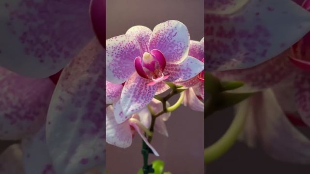 Роттердам фаленопсис смотреть онлайн