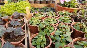 БАЛЬЗАМИН УСКОРИТЕЛЬ ЗАЦВЕТАНИЯ. чем подкормить удобрения для цветов. видео.