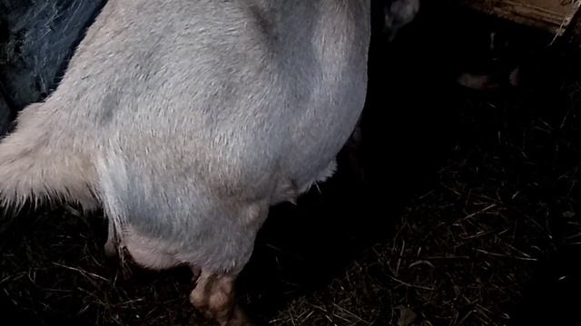 новый способ как кормлю козлят смотреть онлайн