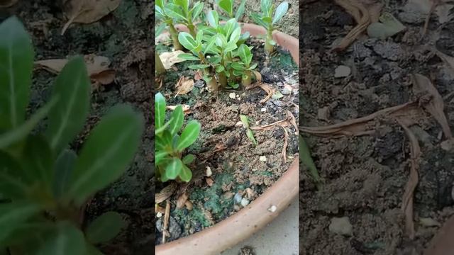 seed grown Adenium pubs смотреть онлайн