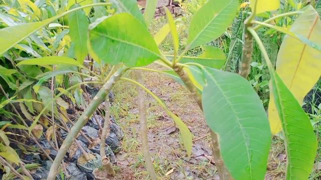 Top 5 Fragrant/ Aromatic/ Scented flower plant of India ! भारत के 5 खुशबूदार फूलों के पौधे ।🌷🌹 смотреть онлайн