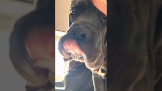 🥰🥰🥰#cane #tttt #canecorso #канекорсо #canecorsoitaliano #канекорсоитальяно #кане смотреть онлайн