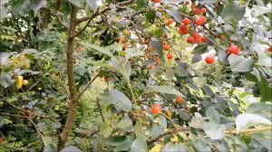 Обрезка колоновидной ВИШНИ летом.Как? и Зачем?