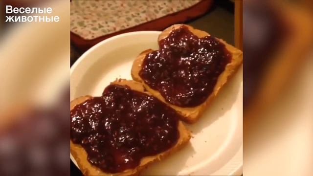 Funny animals - Смешные животные - 2016 смотреть онлайн