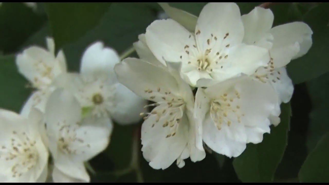 Цветы для клумбы.Цветущее лето.