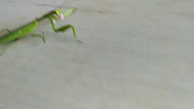 Завтрак Богомолов. богомолы едят йогурт. смотреть онлайн