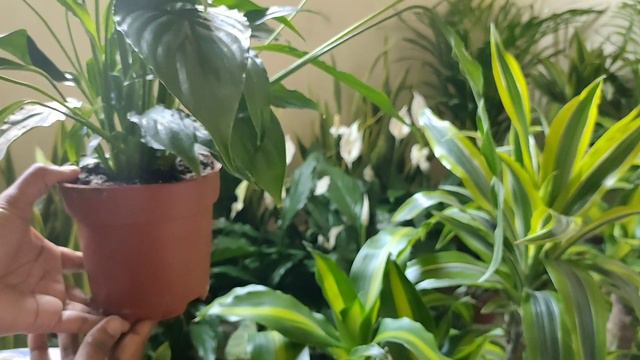 Peace lily , care and tips смотреть онлайн
