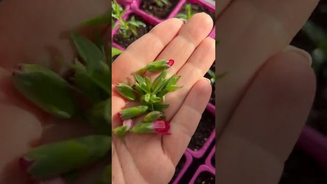 Черенкуем гвоздику #черенки #гвоздика #дача #рассада смотреть онлайн