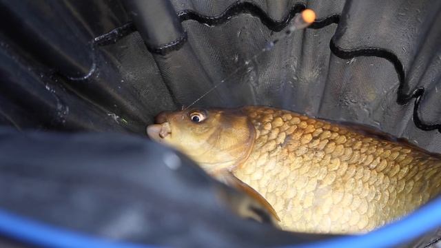 *** Coarse & Match fishing TV *** Snake Lake Tips with Kayleigh Smith смотреть онлайн