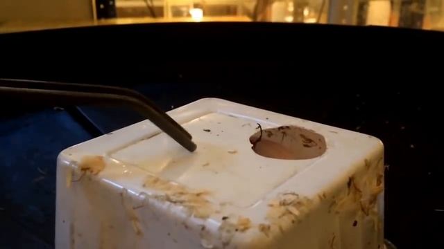 Самая милая змея в мире! смотреть онлайн