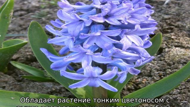 Гиацинт (цветок) смотреть онлайн