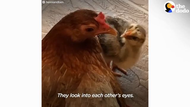 Ben The Rescue Chicken Just Adopted A Chick Who Wasn’t Hers | The Dodo смотреть онлайн