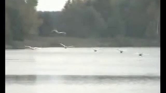 Лебеди учатся летать
