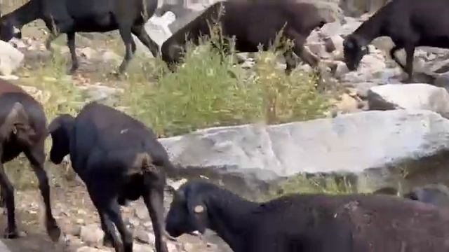 Ф/Х Фатима Мирзахид Барака Архив 2022 года смотреть онлайн