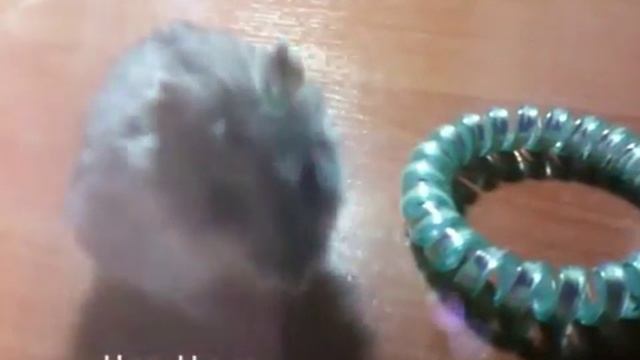 Жизнь моих животных смотреть онлайн