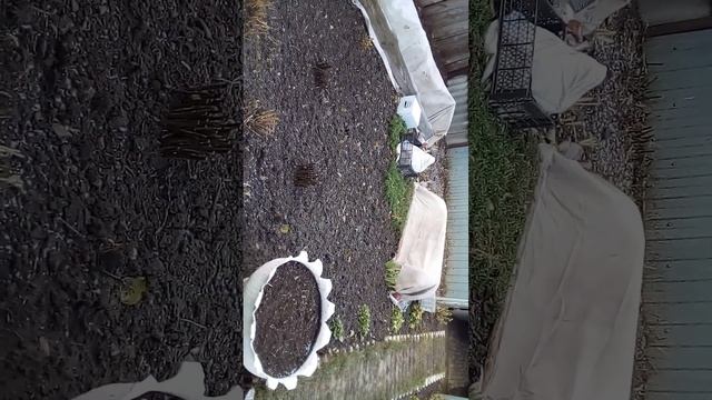 ?ЧЕМ И КАК УКРЫТЬ РОЗЫ НА ЗИМУ? смотреть онлайн