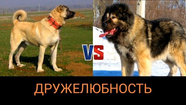 Кангал против кавказской овчарки-КТО ПОБЕДИТ!!!Kangal vs Caucasian Shepherd Dog//батл собак//battle смотреть онлайн