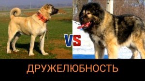 Кангал против кавказской овчарки-КТО ПОБЕДИТ!!!Kangal vs Caucasian Shepherd Dog//батл собак//battle