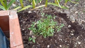 СМОЛЕВКА ШАФТА(Silene schafta). ПОСАДКА РАЗМНОЖЕНИЕ.