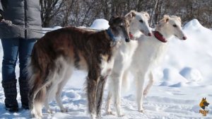 Русская псовая борзая. Знакомство с породой.