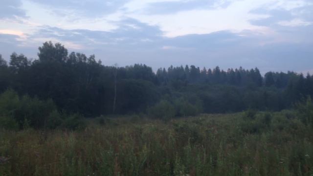 Лайка и лось! смотреть онлайн