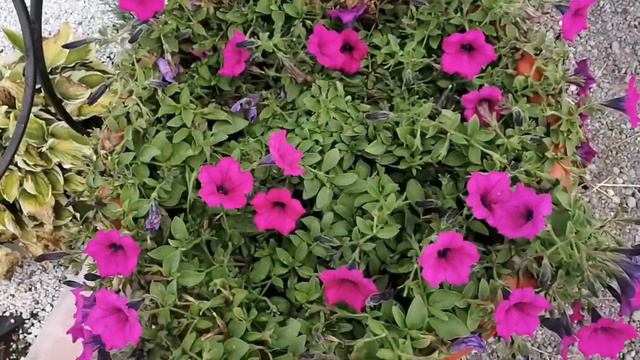 ПОШЛА СТРИЧЬ СВОИ НЕУХОЖЕННЫЕ ПЕТУНИИ, 😌ГОТОВЛЮСЬ К ЧЕРЕНКОВАНИЮ смотреть онлайн