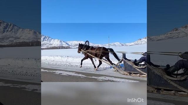 Русский рысак-иноходец 5лет.видео 05.02.2022г.Продажа 87777656999 смотреть онлайн