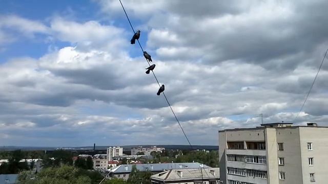 Птицы небо дома провода смотреть онлайн